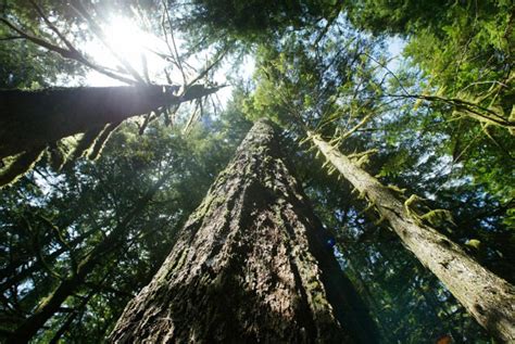 US moves to protect old growth forests as climate change threatens their survival